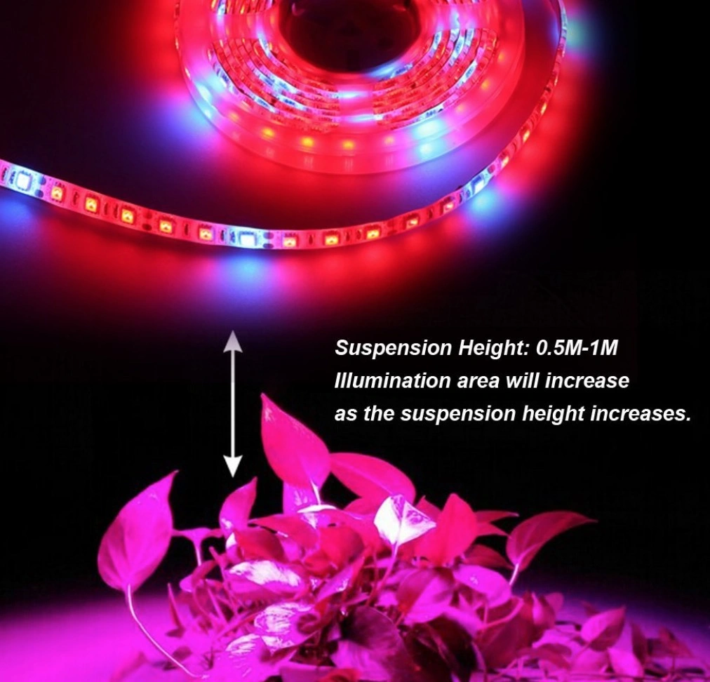 Popular 12/ 24V 8mm Strip Light SMD3014 2700-7000K Flexible LED Strip Waterpro of Strip LED Light Bar